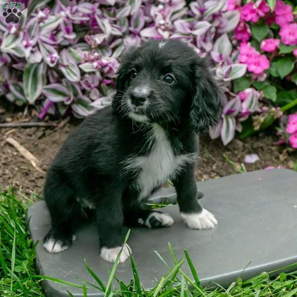 Hazel, Bernedoodle Puppy